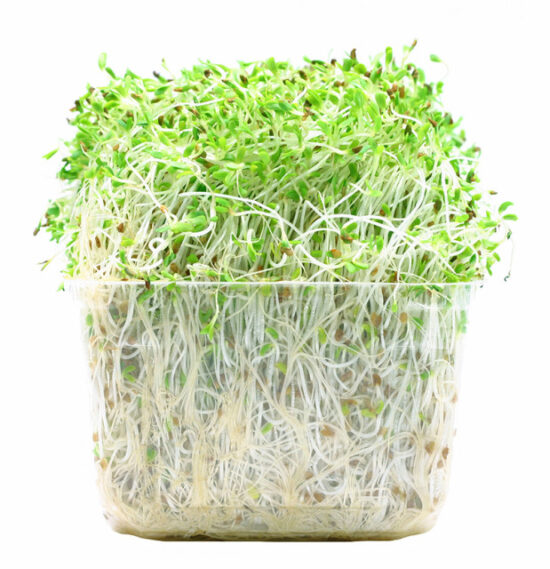 https-www-foodpoisonjournal-com-files-2016-03-sprouts-619x640-jpg